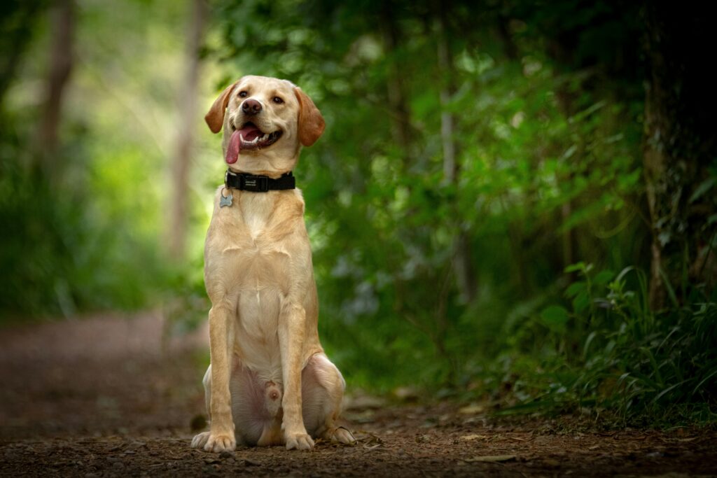 Charming Labrador Retriever sitting with tongue out in a lush forest setting.