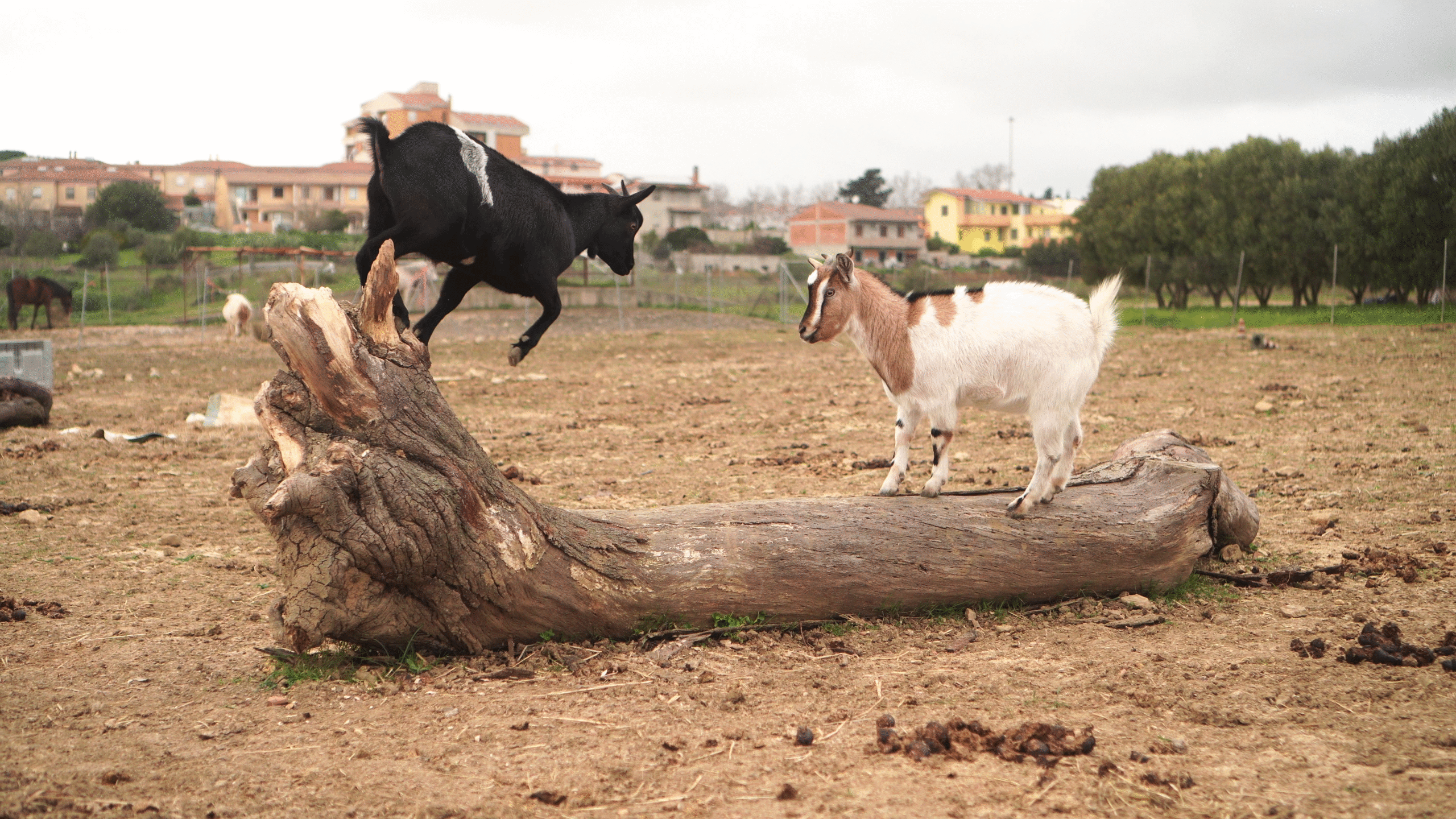 Adotta vlcsnap 2022 02 06 19h04m05s014